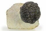 Curled Phacopid (Morocops) Trilobite - Foum Zguid, Morocco #272837-3